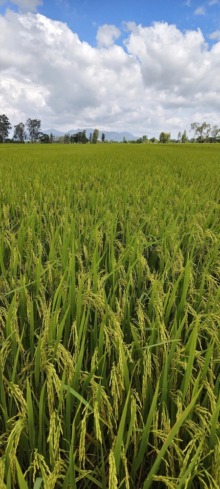 Ruộng An Giang sử dụng BS17 Vô gạo nhanh